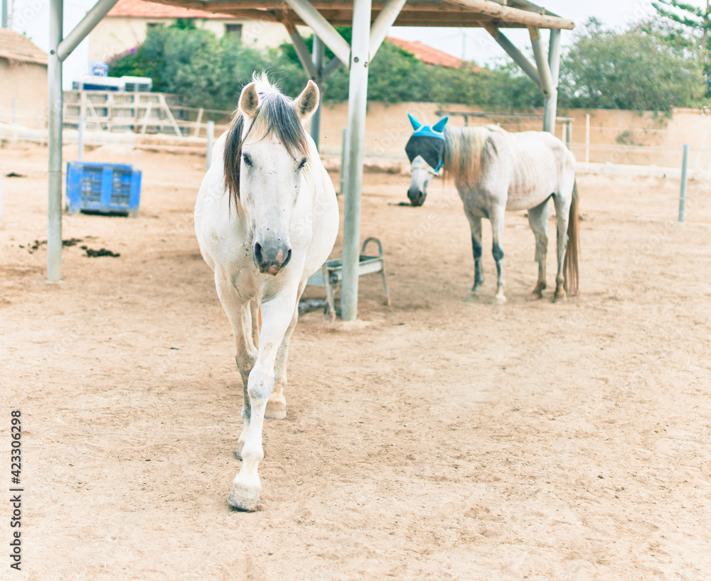 Fototapeta premium Adorable horses at the farm