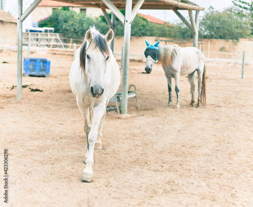 Adorable horses at the farm