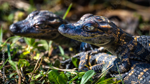 Baby Alligators along 40 Acre Lake at Brazos Bend State Park in Texas!