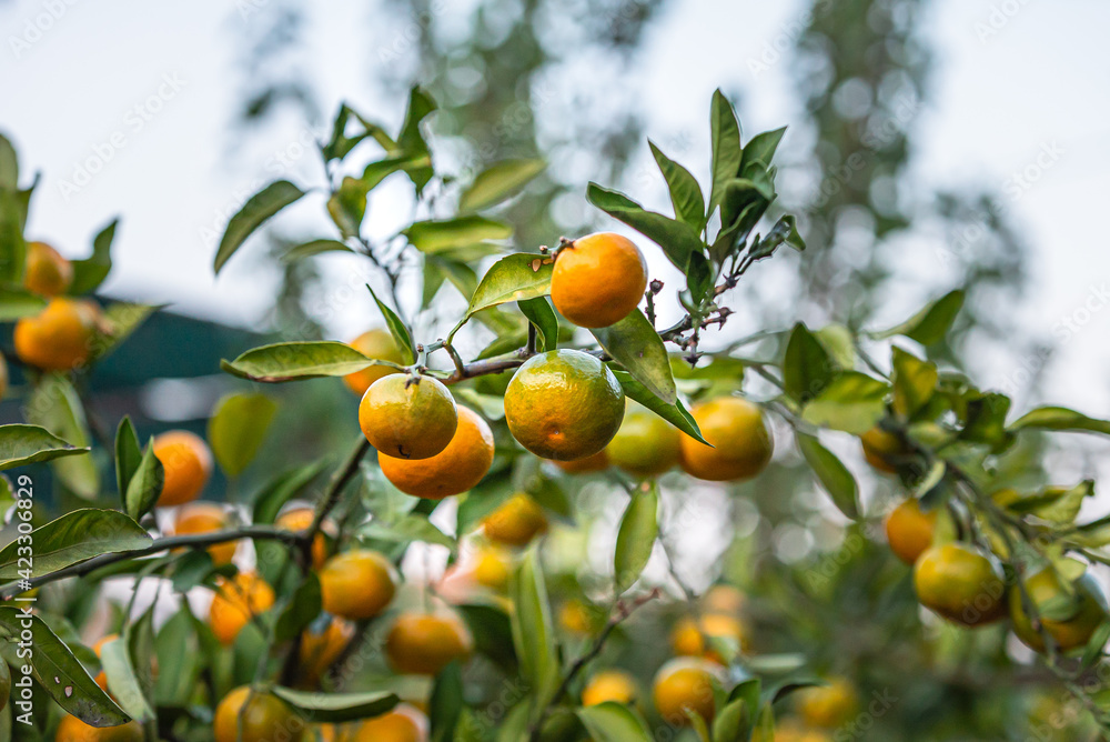 Orange Ripe tangerines fruits on tree