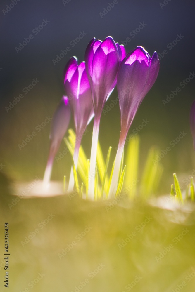 Makrofoto von frühlingshaftem Krokus Makrofoto von frühlingshaftem Krokus