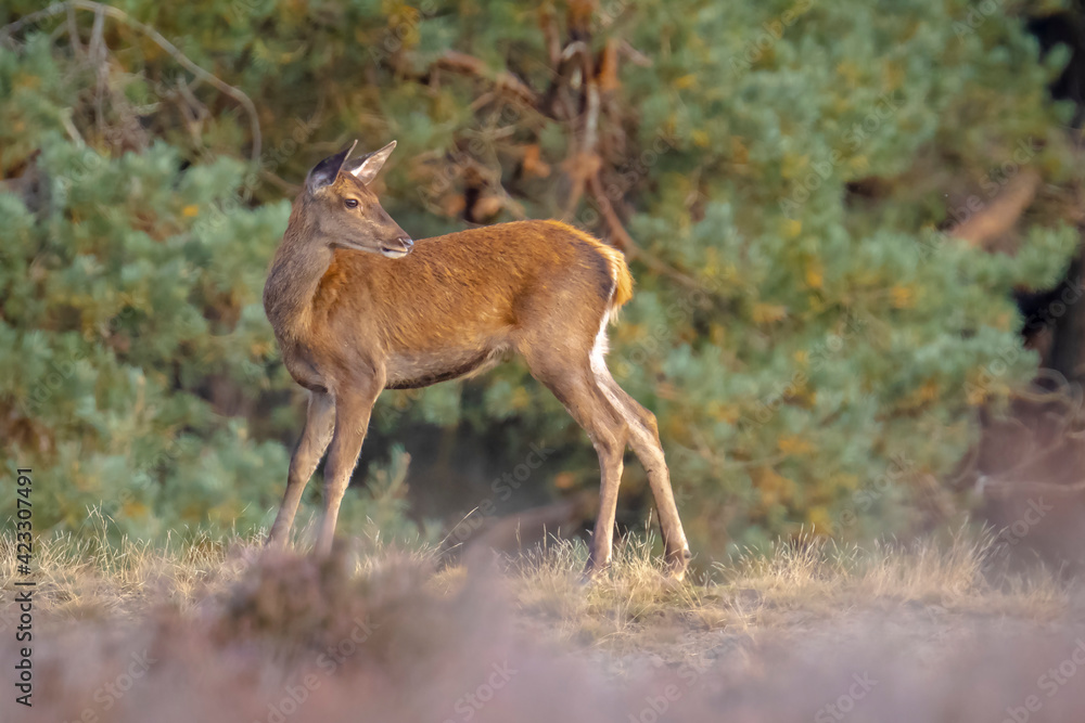 Red deer young cervus elaphus, in Autumn