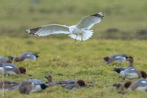 The common gull, mew gull or sea mew, Larus canus. © Sander Meertins