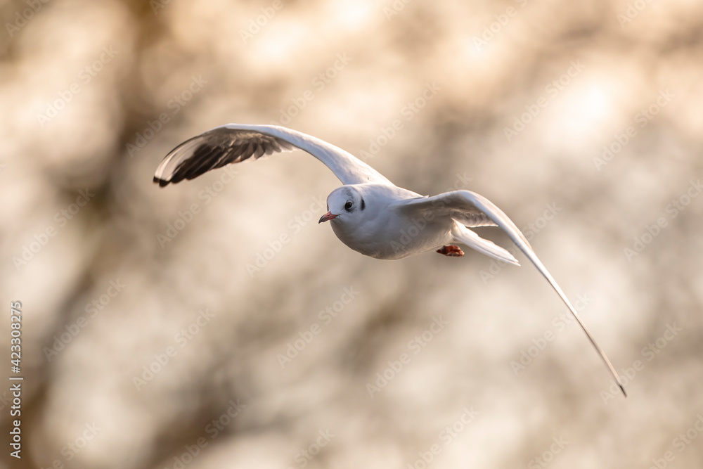 Fototapeta premium Black-headed gull, Chroicocephalus ridibundus, flying