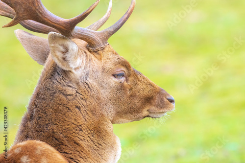 Closeup portrait of a Fallow deer stag, dama dama, rutting in Autumn