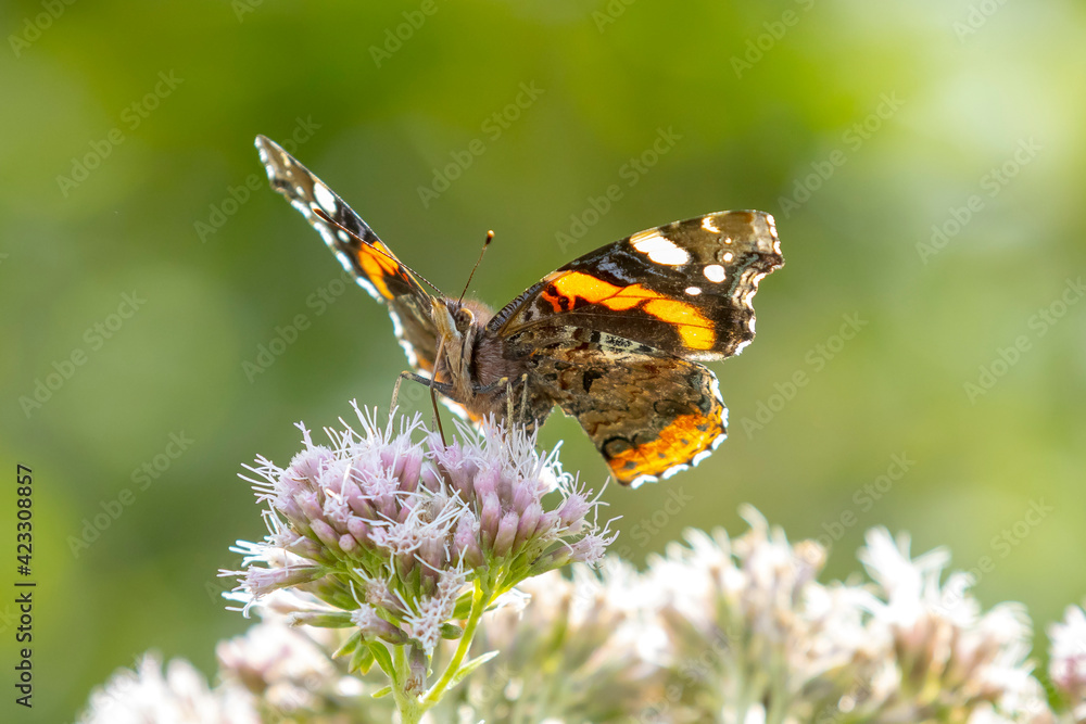 Red Admiral butterfly, Vanessa atalanta, feeding Red Admiral butterfly, Vanessa atalanta, feeding