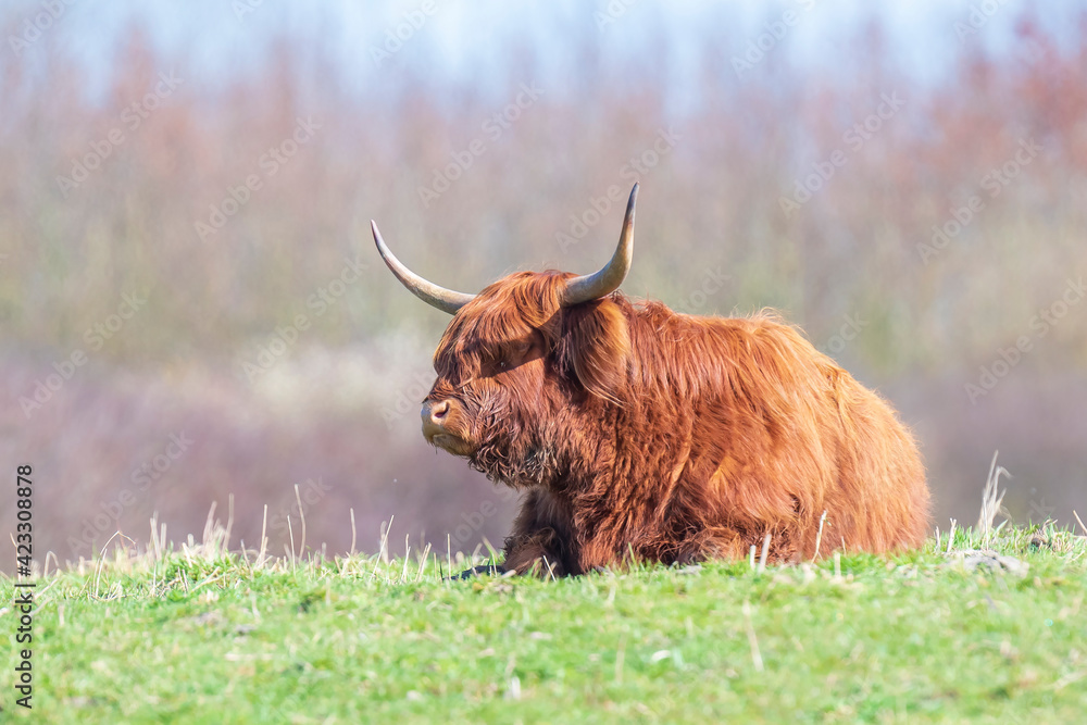 Closeup of brown red Highland cattle, Scottish cattle breed Bos taurus with big long horns Closeup of brown red Highland cattle, Scottish cattle breed Bos taurus with big long horns