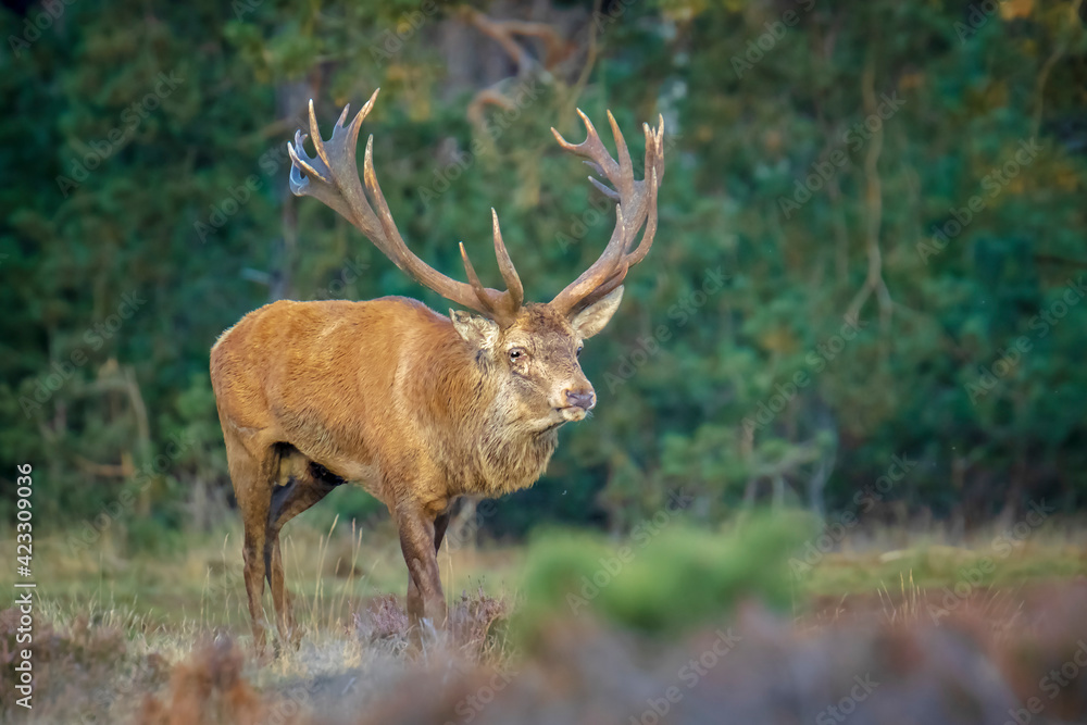 Obraz premium Male red deer stag, cervus elaphus, rutting