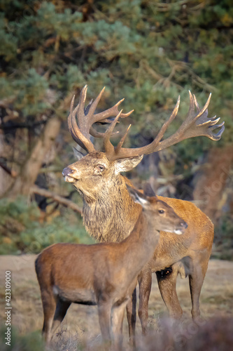 Male red deer stag, cervus elaphus, rutting © Sander Meertins
