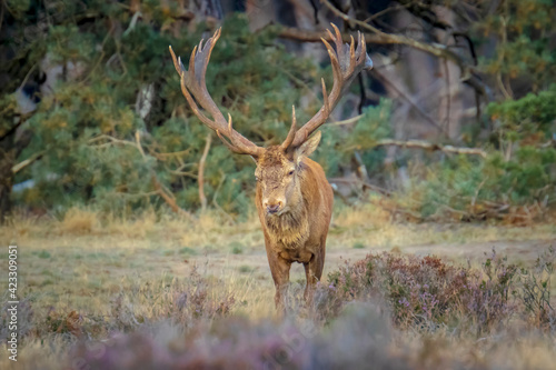 Male red deer stag  cervus elaphus  rutting