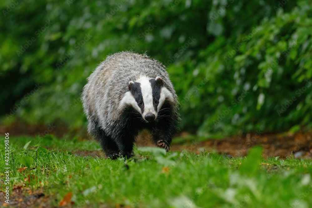 Obraz premium Badger in colorful green forest. European badger, Meles meles, sniffs about prey in wet grass. Rainy day in nature. Wildlife scene from summer. Black and white striped animal. Nocturnal wild beast.