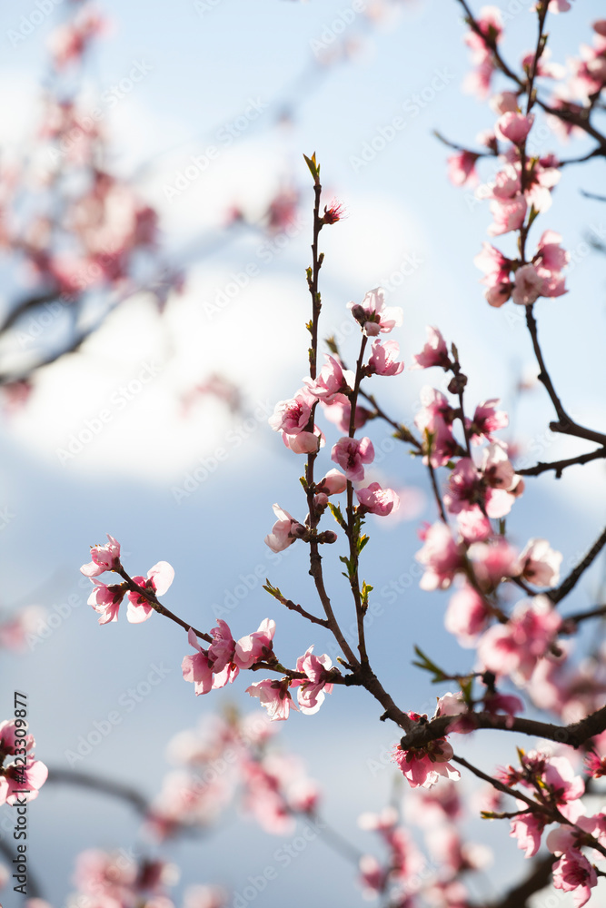 Blossoming Spring