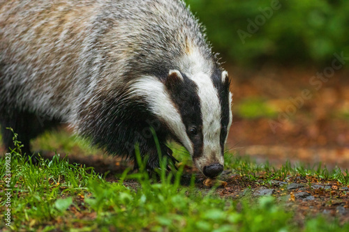 Badger in colorful green forest. European badger, Meles meles, sniffs wet blossom. Rainy day in nature. Wildlife scene from summer. Black and white striped animal. Nocturnal wild beast.