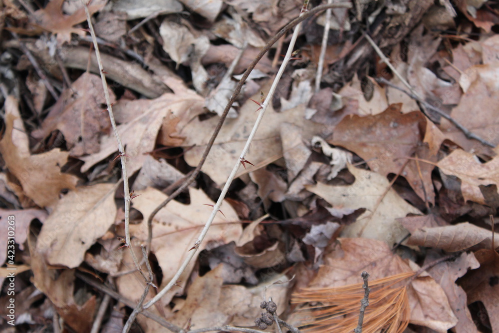 close up of leaves