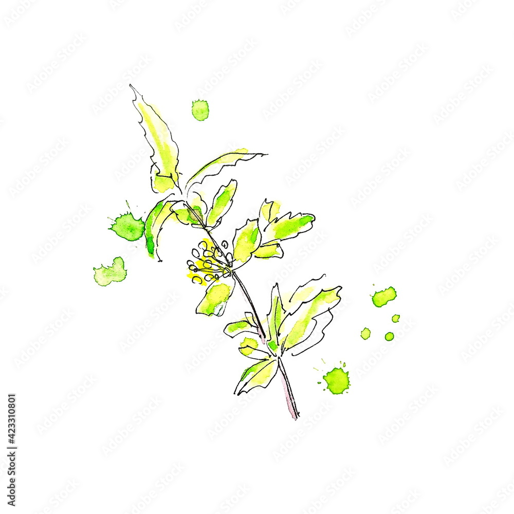 Watercolor sketch, green branch on a white background
Watercolor sketch, green branch on a white background