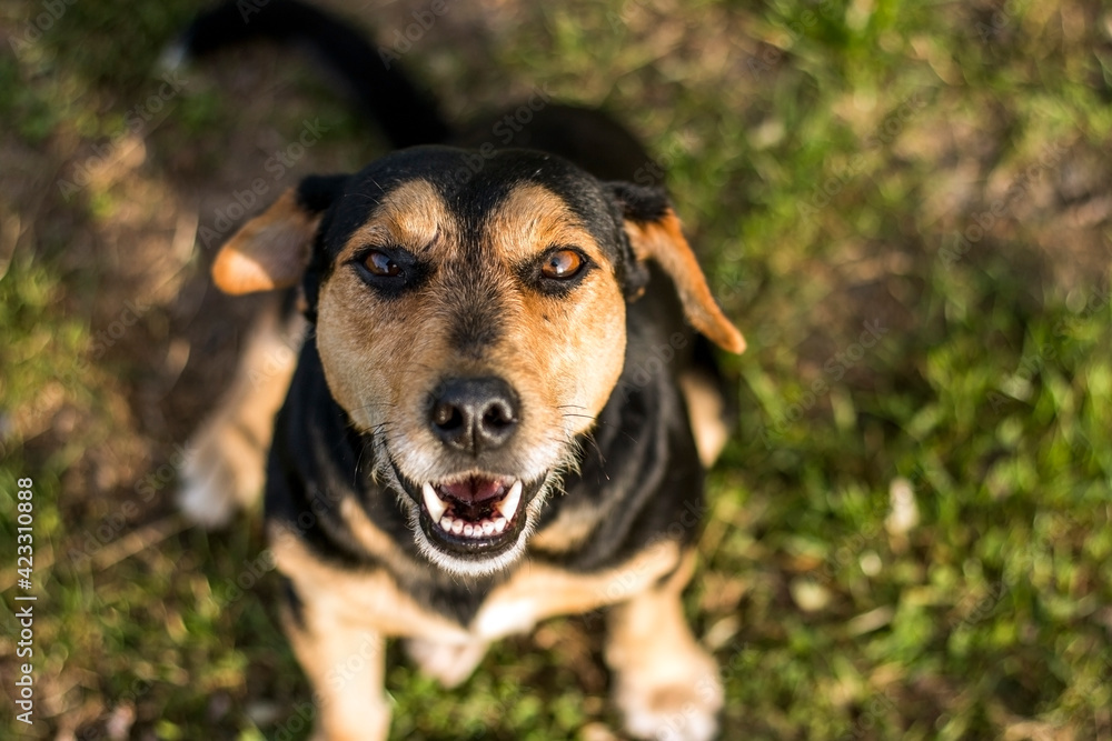 Top portrait of cute little old mixed breed black dog looking upwith brown eyes, open mouth with white teeth, sitting on fresh green grass, background, copy space Top portrait of cute little old mixed breed black dog looking upwith brown eyes, open mouth with white teeth, sitting on fresh green grass, background, copy space