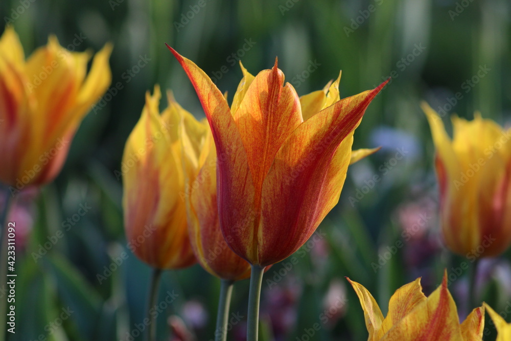 Tulpen 