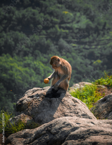 monkey in the mountain © ABDUL