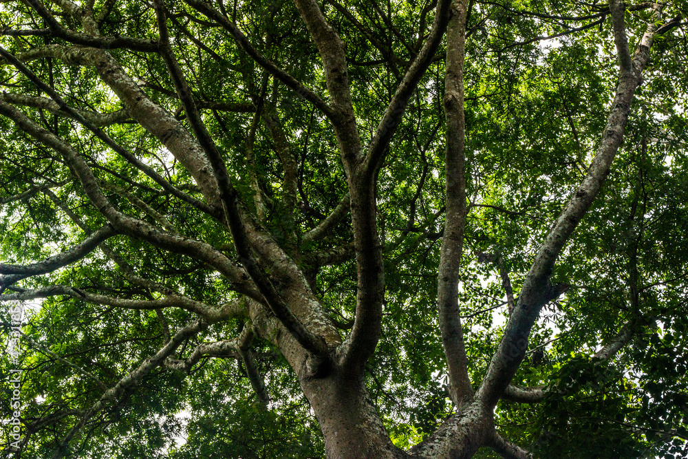 Naturaleza arboles y hojas 