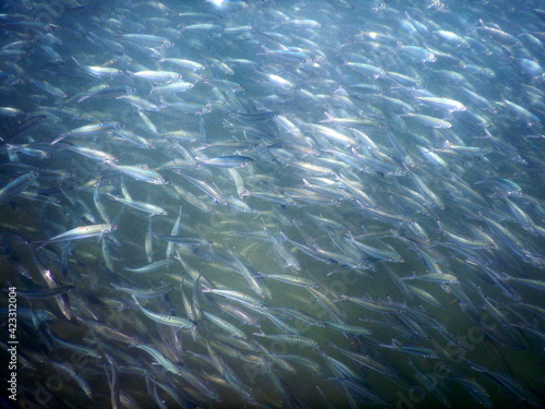 Costa Rica Pacific sea life