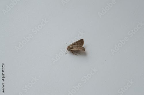 close-up: pale brown sod webworm on white background