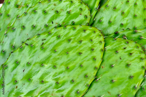 A clouseup of a fresh raw nopales
