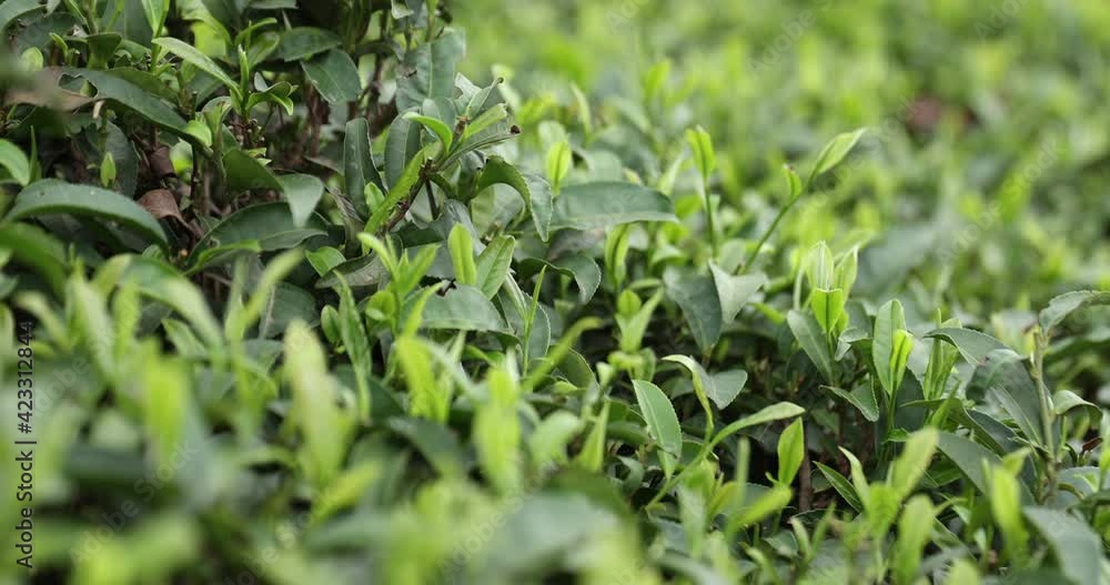 Green tea trees garden in spring Green tea trees garden in spring