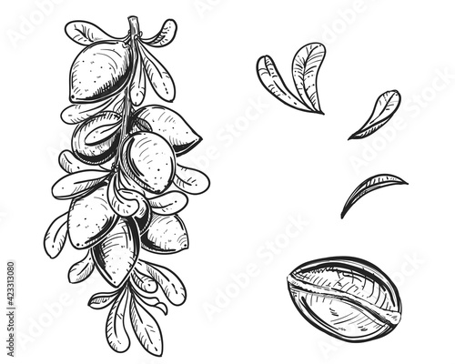 Hand drawn sketch black and white of argan, branch, shell, nut. Vector illustration. Elements in graphic style label, card, sticker, menu, package. Engraved style illustration.
