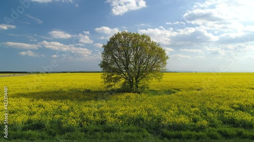 Yellow ripeseed fields and green fresh agricultural field, aerial view photo