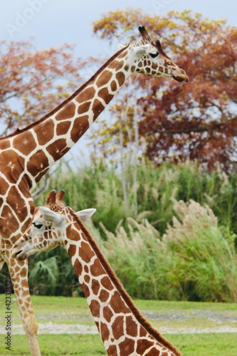 Photography Image of a beautiful giraffes