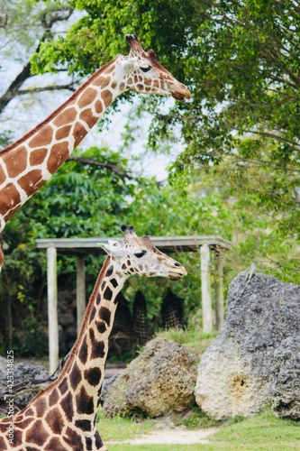 Photography Image of a beautiful giraffes