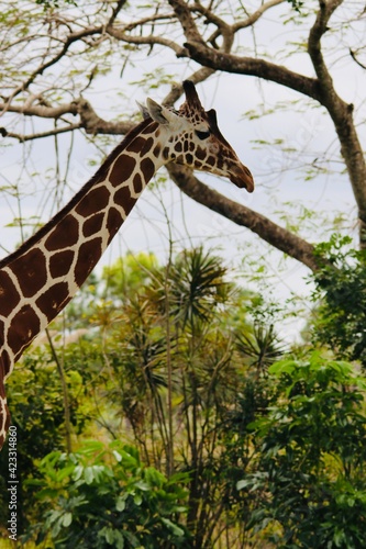 Photography giraffe in the woods