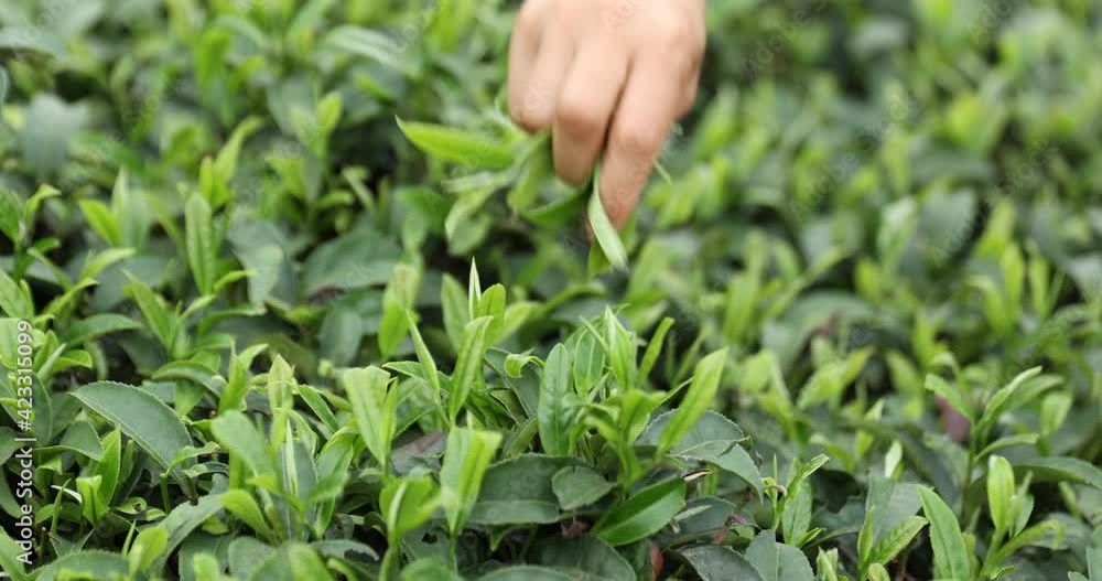 Hand picking tea leaves from tree in spring Hand picking tea leaves from tree in spring