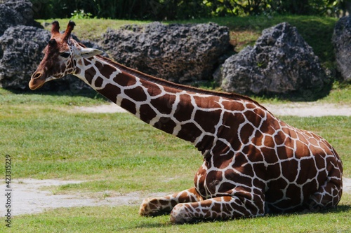 Photography giraffe in the grass