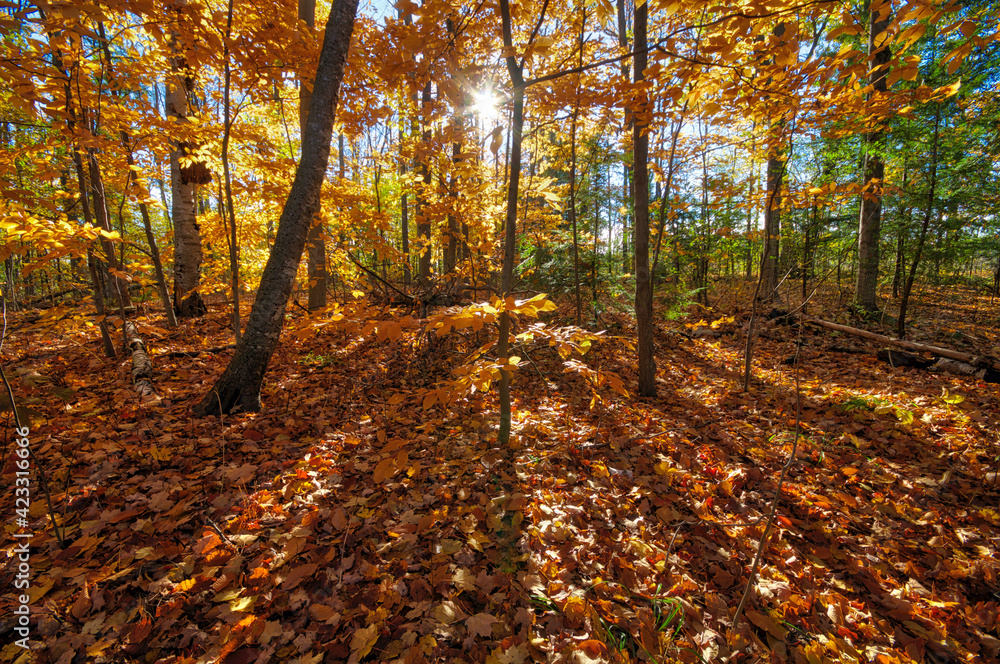 Autumn leaf colour with lens flare in the forest Autumn leaf colour with lens flare in the forest