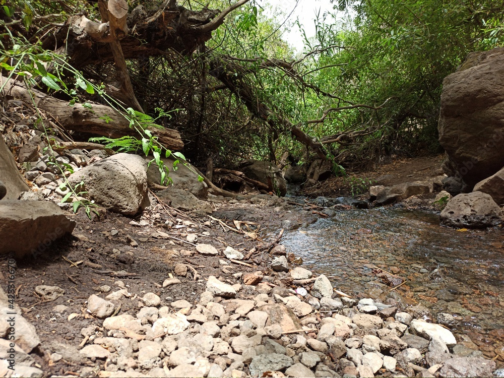 Fototapeta premium stream in the forest