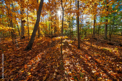 Autumn leaf colour with lens flare in the forest
