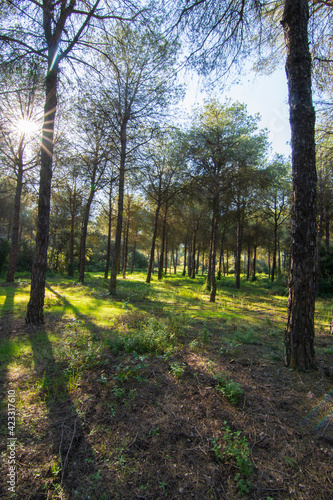 Fototapeta Naklejka Na Ścianę i Meble -  Rayos de sol entre las ramas de los árboles  de un bosque de pinos.