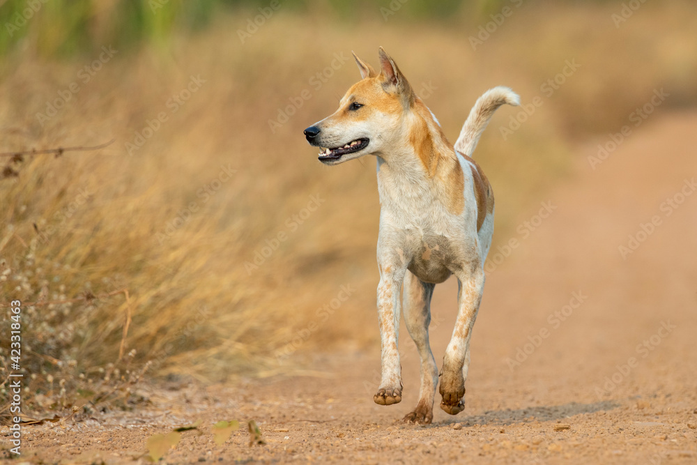 Image of Brown and white striped dog on nature background. Animal. Pet. Image of Brown and white striped dog on nature background. Animal. Pet.