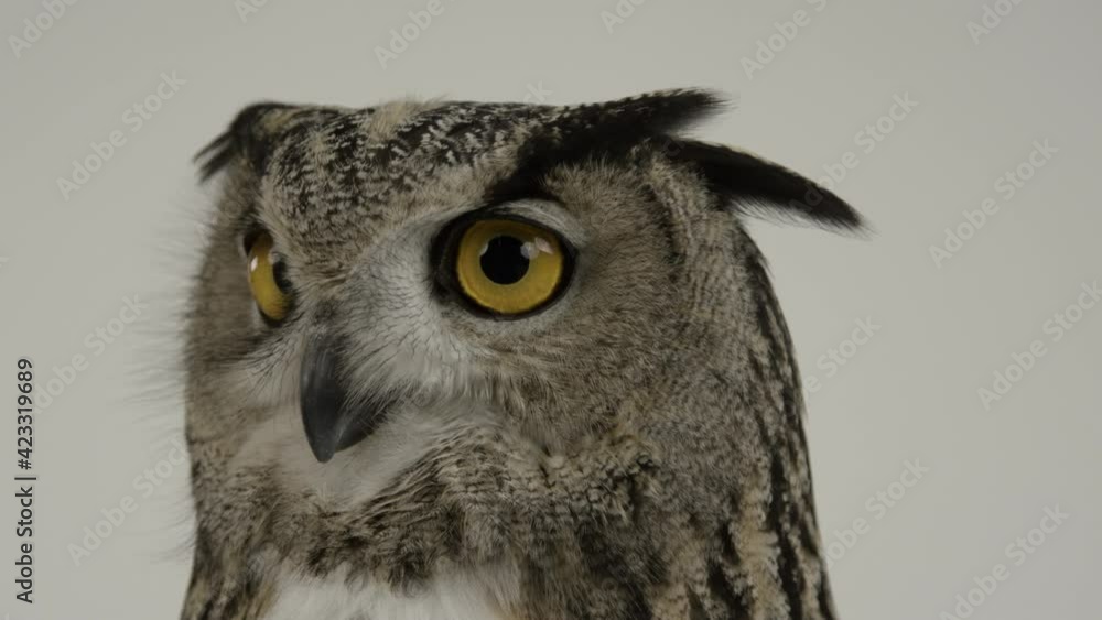 Quick look by eurasian eagle owl - close up of face and eyes Quick look by eurasian eagle owl - close up of face and eyes