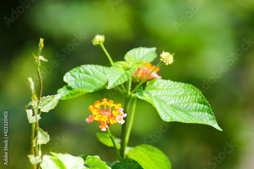 ladybird on a flower