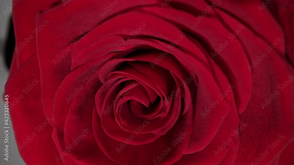 The blossom of a red rose - macro shot - studio photography