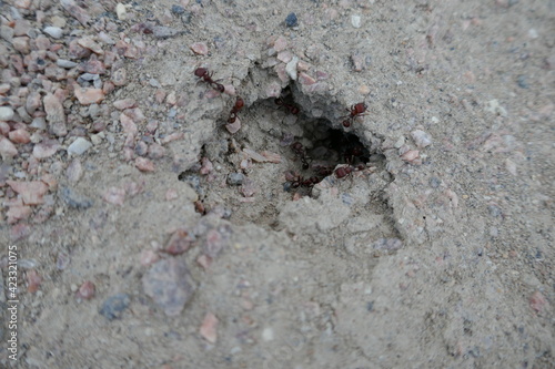 Red ants entering and exiting anthill in dry soil