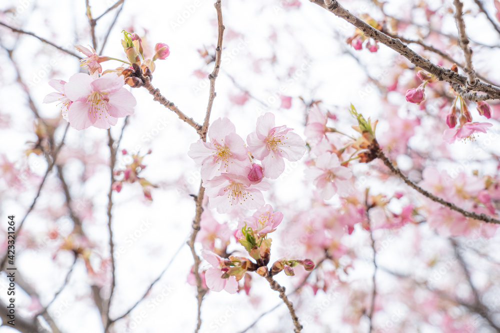 桜 桜