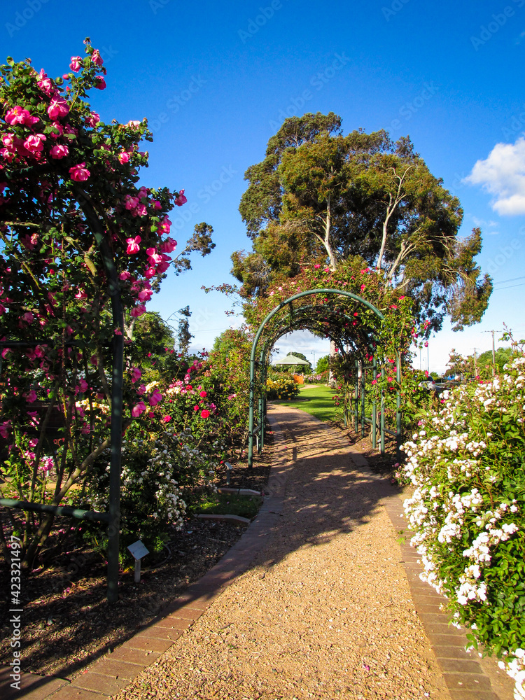 Outdoor rose garden with footpath leading to an arch covered by foliage