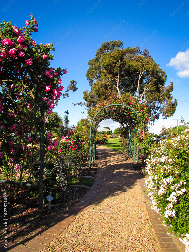 Outdoor rose garden with footpath leading to an arch covered by foliage. The unpaved footpath is planked by pink roses on the left and white roses on the right. The path is made of dirt and gravels.