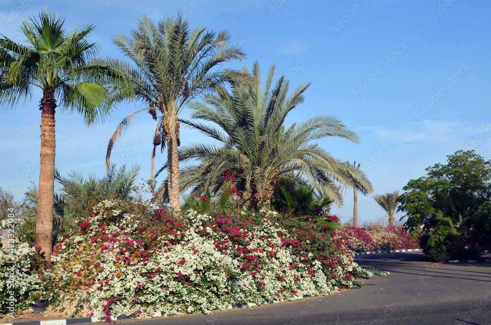 Decorative flowers in the park Sharm el-Sheikh. Egypt