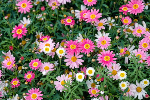 Daisies and other flowering plants in a container garden