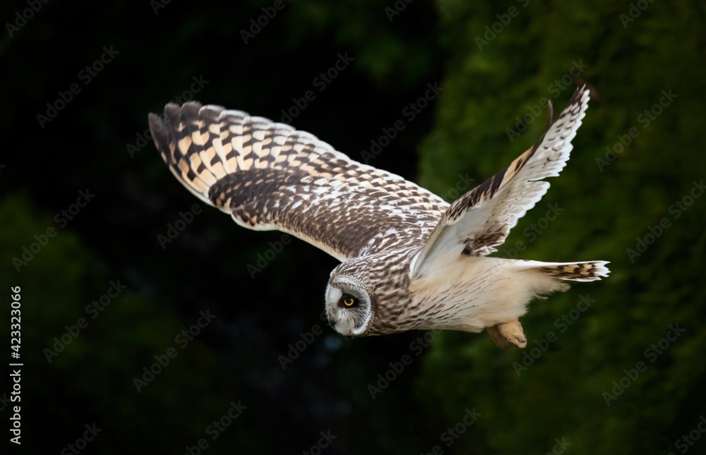 Obraz premium Short eared owl