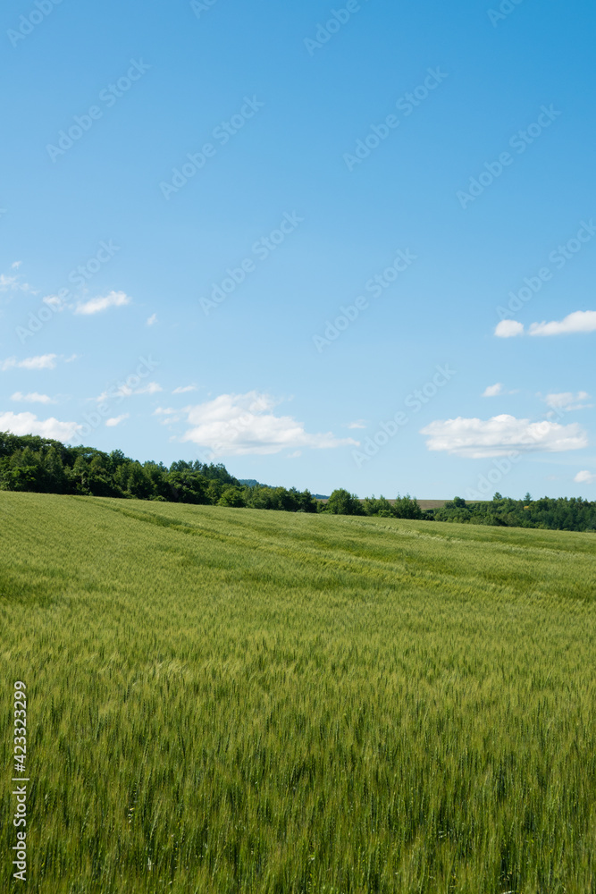 夏の緑のムギ畑
